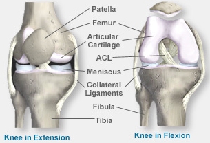 anatomy knee